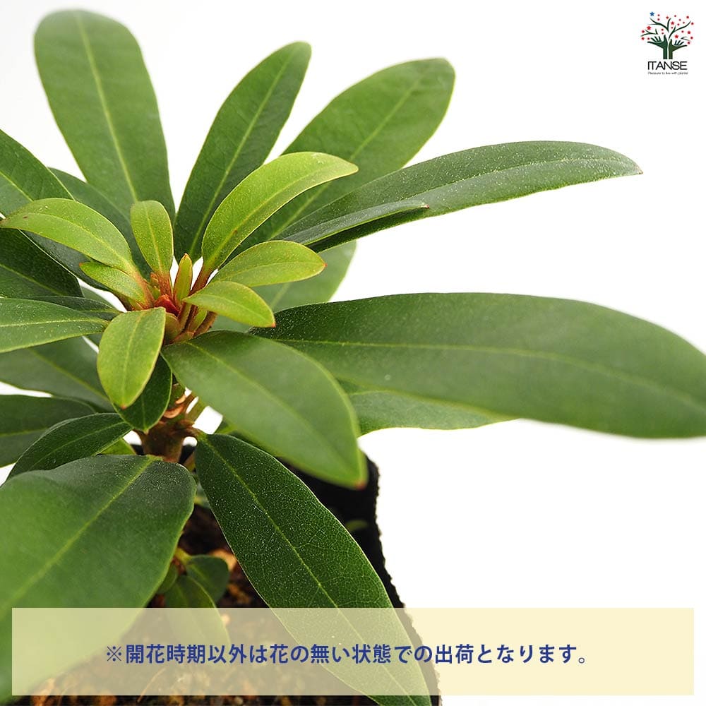 シャクナゲ スーパーローディー桃色吐息 【花木苗 3.5号】｜ 【植物の