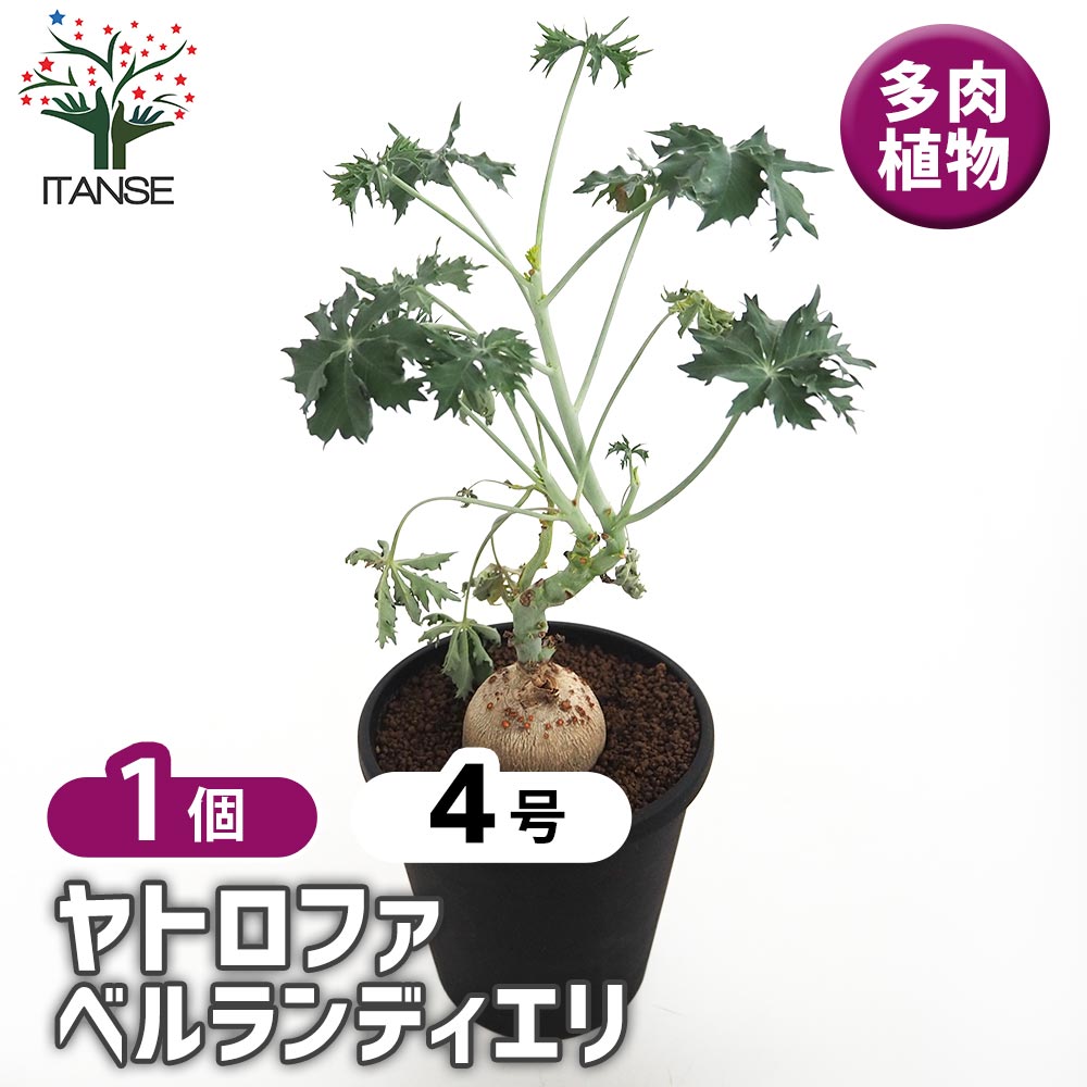 ヤトロファ　ベルランディエリ 園芸ネット本店｜ヤトロファ： ベルランディエリ カタルティカ 4号