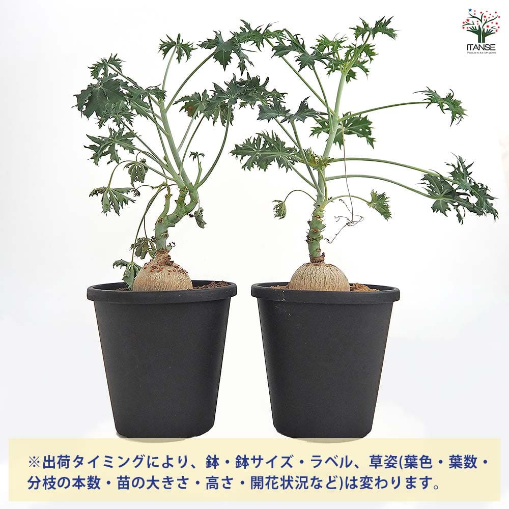 ヤトロファ　ベルランディエリ ヤトロファ ベルランディエリ(ニシキサンゴ)【783】 | PROTOLEAF