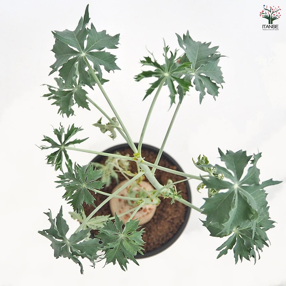 ヤトロファ ベルランディエリ 【多肉植物 4号／1個売り】｜ 【植物の