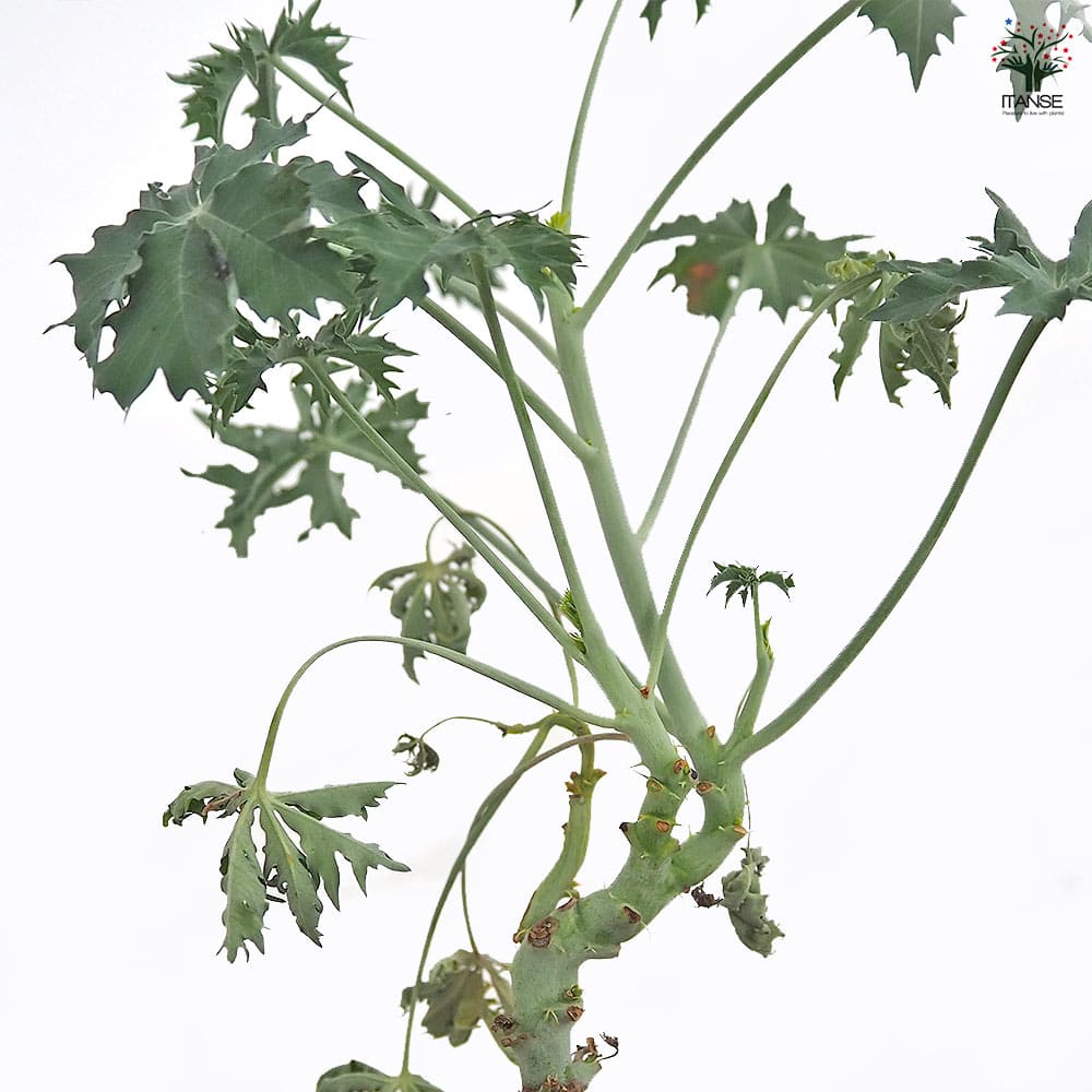 ヤトロファ ベルランディエリ 【多肉植物 4号／1個売り】｜ 【植物の