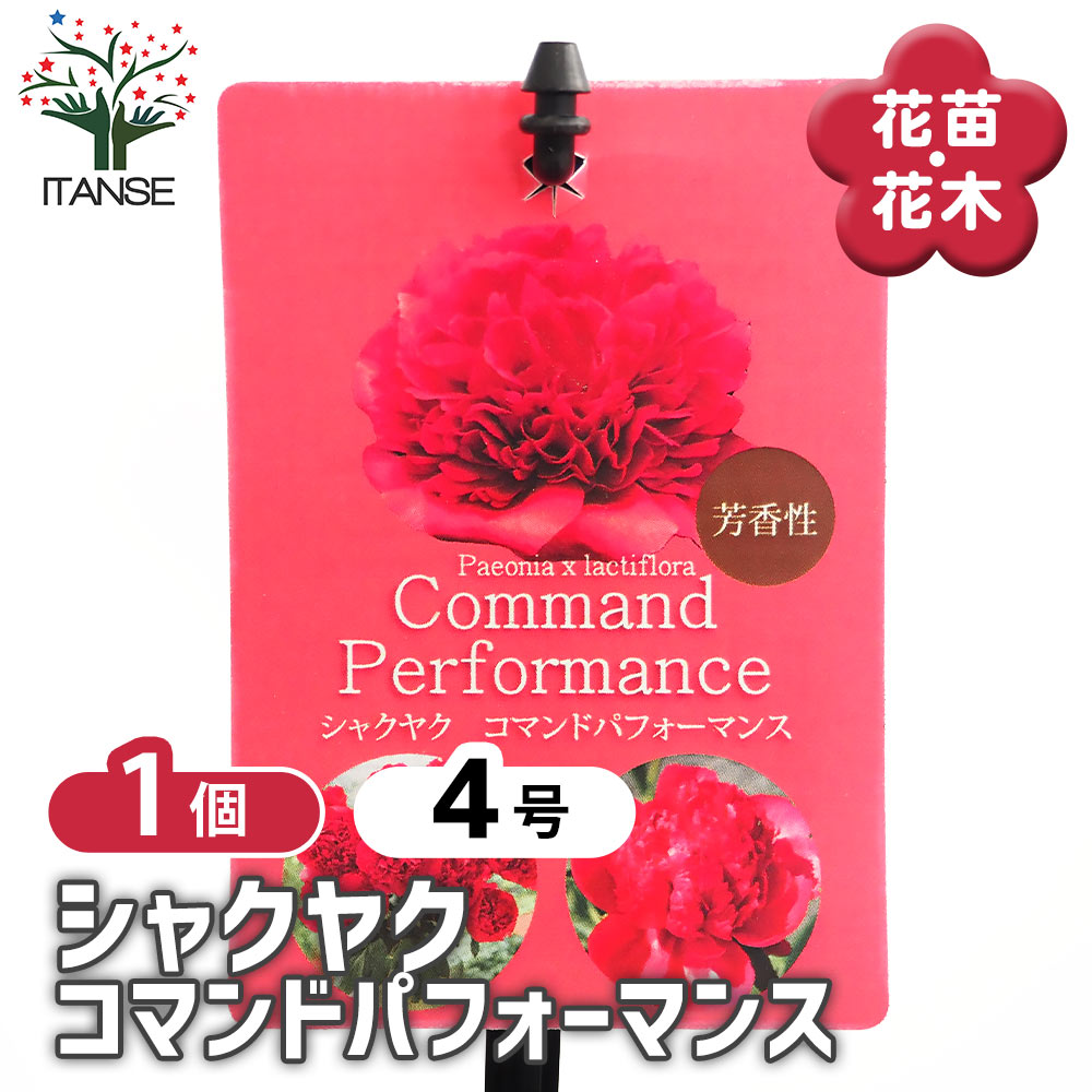 シャクヤク コマンドパフォーマンス 【花木苗 4号／1個売り】｜ 【植物