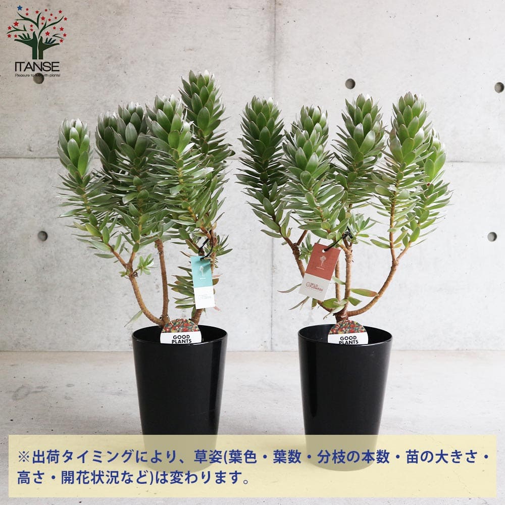ミメティス クラッカージャックシルバー 【花木苗 6号／1個売り