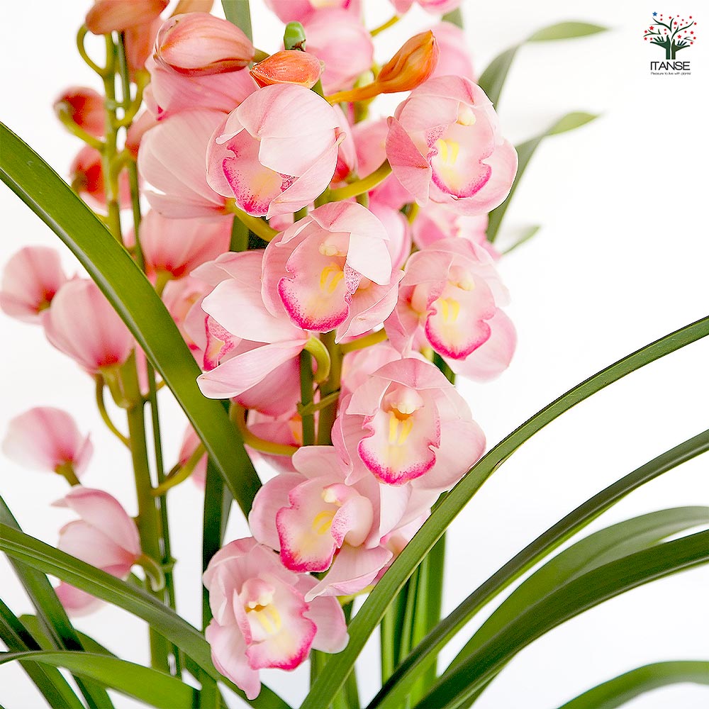 シンビジウム 福を呼ぶお姫さま 【花苗 6.5号／1個売り】｜ 【植物の