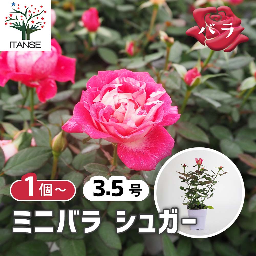 ミニ薔薇 シュガー 【花木苗 3.5号】｜ 【植物のITANSE】全品