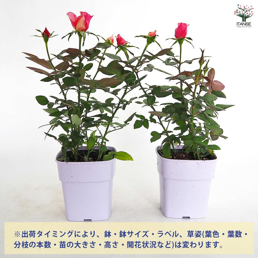 ミニ薔薇 シュガー 【花木苗 3.5号】｜ 【植物のITANSE】全品