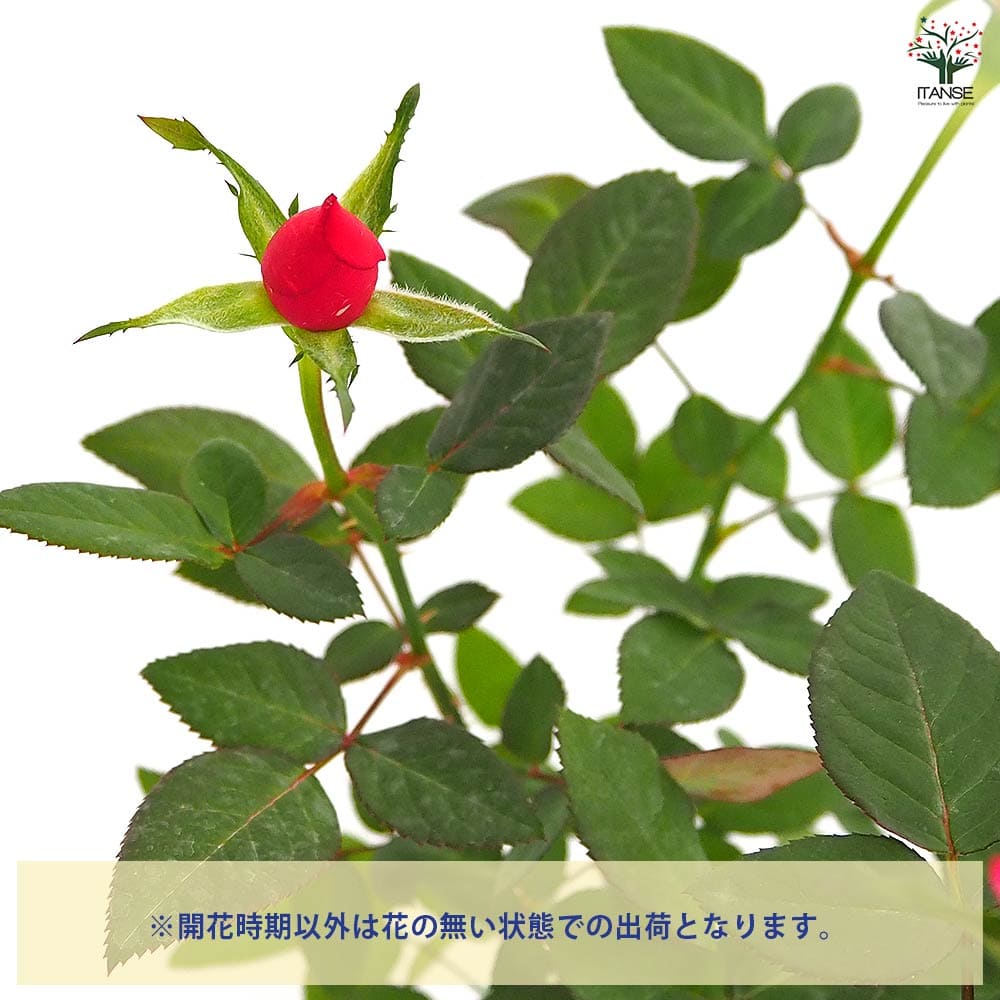 ミニ薔薇 シュガー 【花木苗 3.5号】｜ 【植物のITANSE】全品