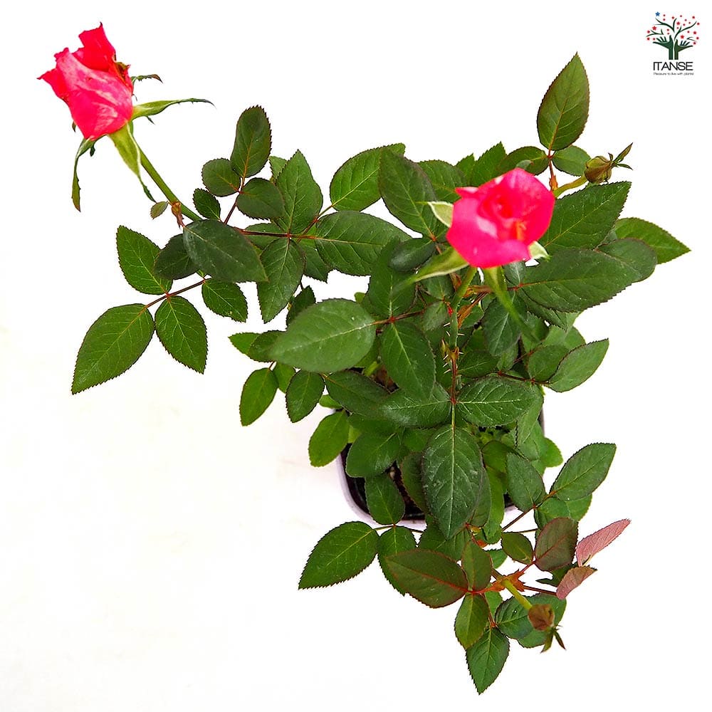 ミニ薔薇 シュガー 【花木苗 3.5号】｜ 【植物のITANSE】全品