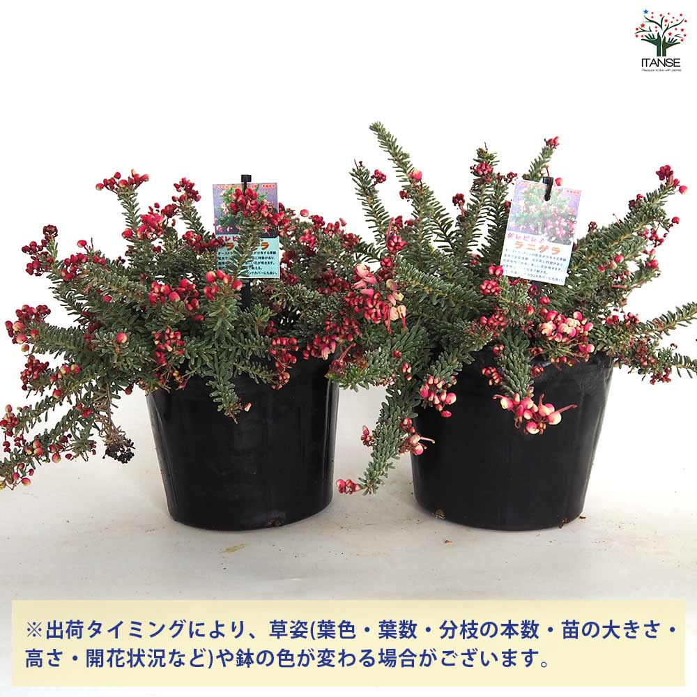 グレビレア・ラニゲラタンボリーサ【庭木 5～6号鉢／1個売り