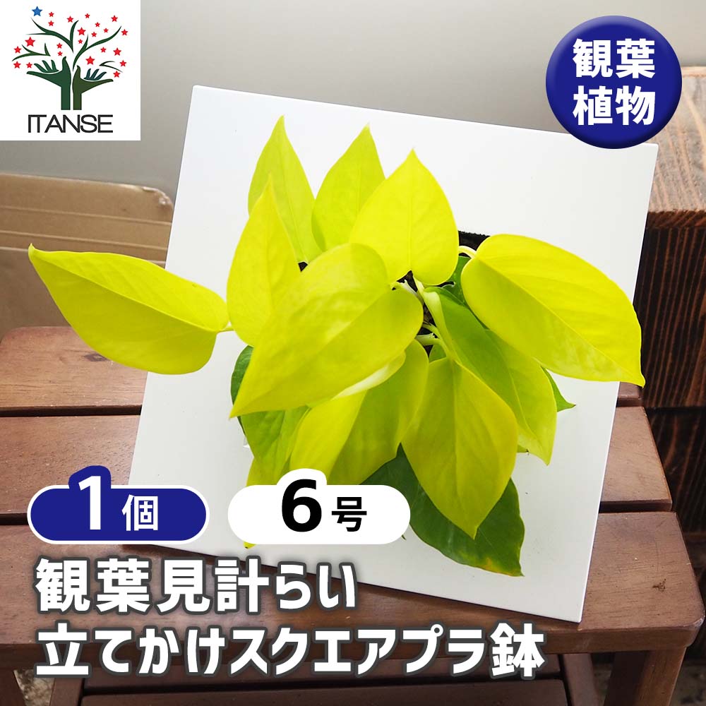 観葉植物 品種見計らい 立てかけスクエアプラ鉢 【観葉植物 6号／1個