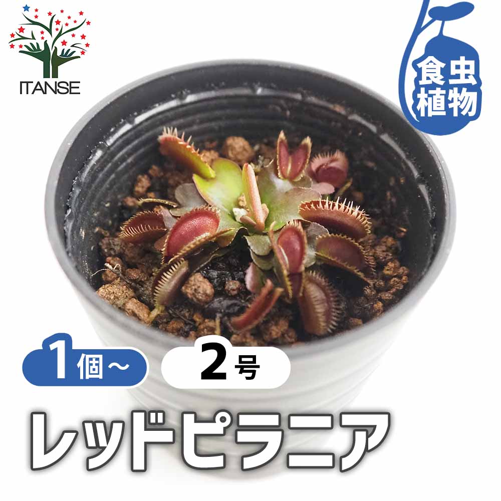 ハエトリソウ レッドピラニア 【観葉植物 2号】｜ 【植物の