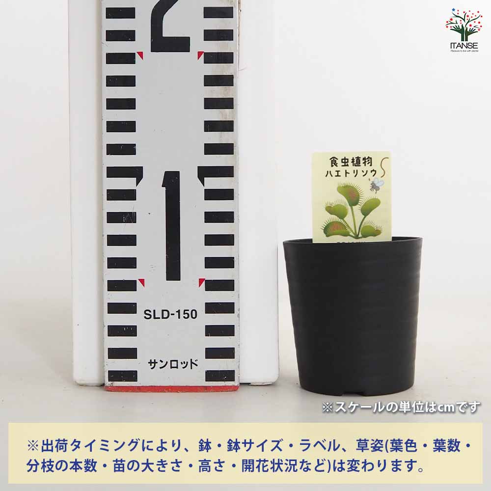 ハエトリソウ レッドピラニア 【観葉植物 2号】