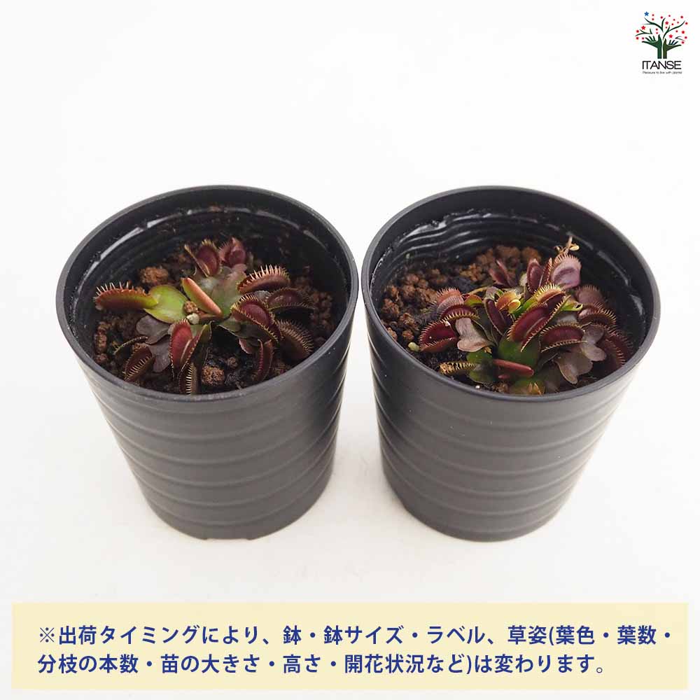 ハエトリソウ レッドピラニア 【観葉植物 2号】