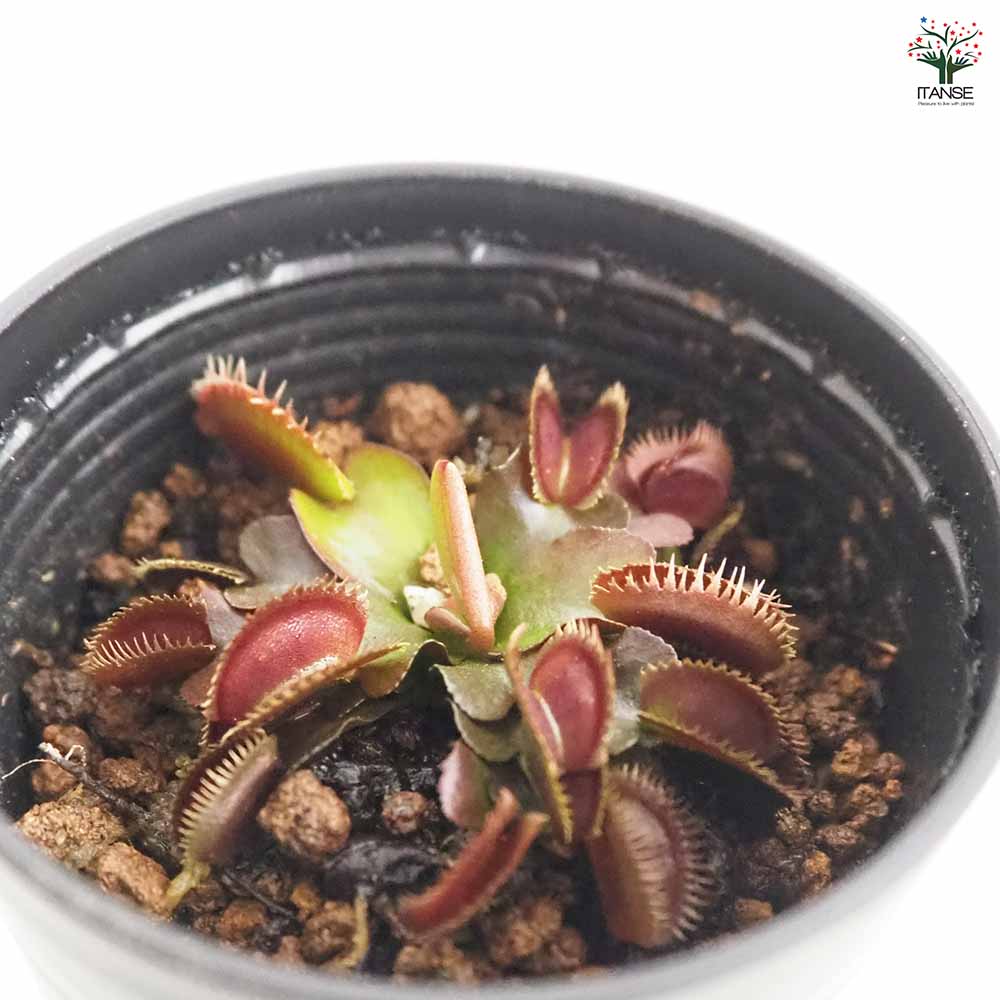 ハエトリソウ レッドピラニア 【観葉植物 2号】