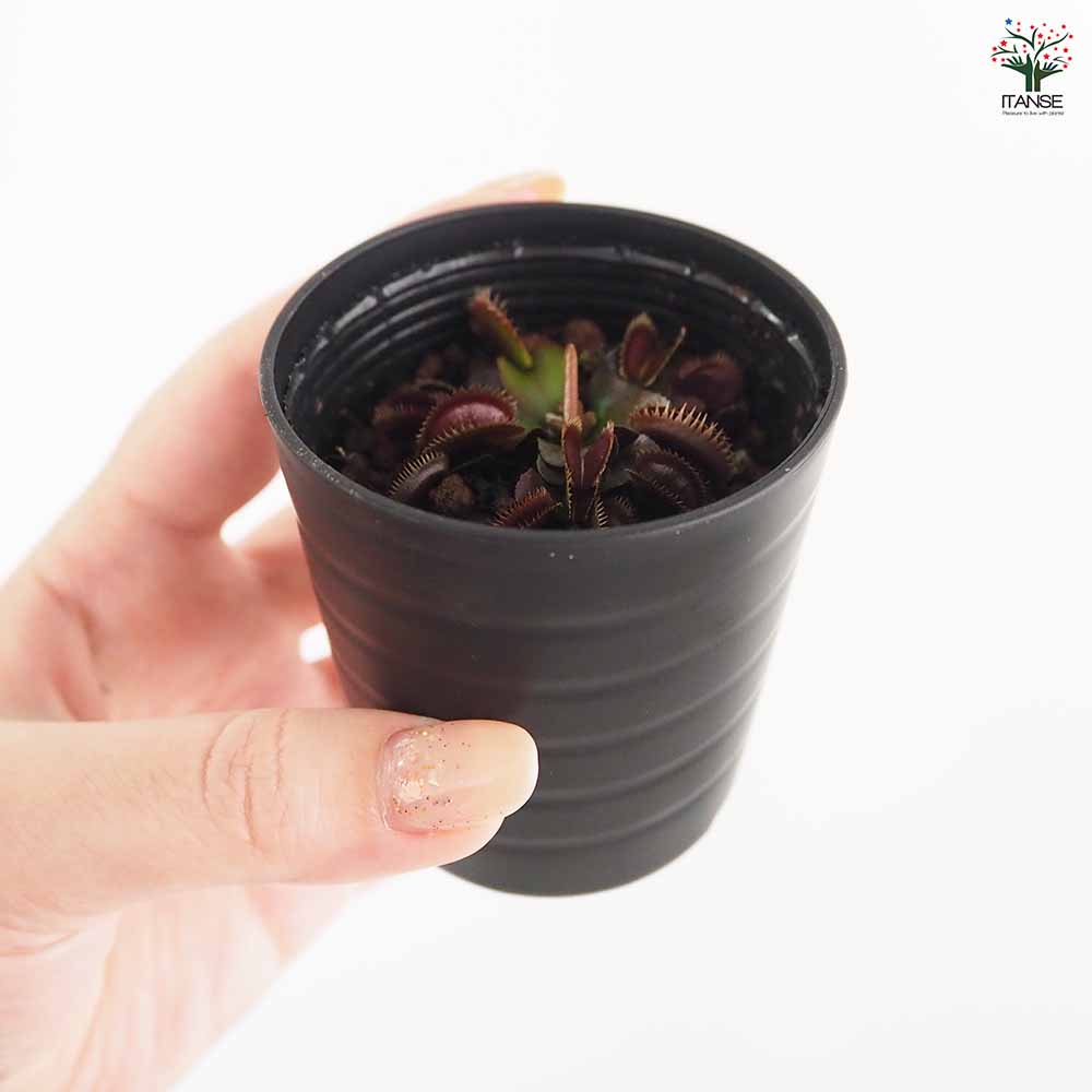 ハエトリソウ レッドピラニア 【観葉植物 2号】