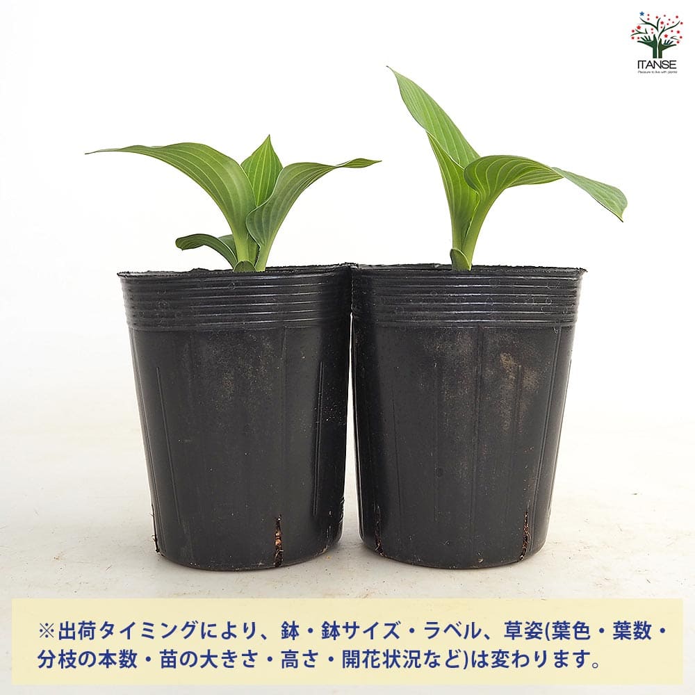 ホスタ ゴールドスタンダード 【花苗 3.5号】｜ 【植物のITANSE