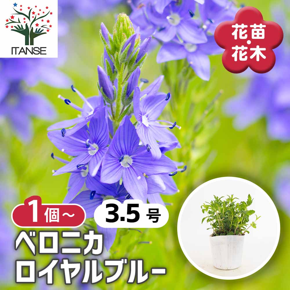 ベロニカ ロイヤルブルー 【花苗 3.5号】｜ 【植物のITANSE