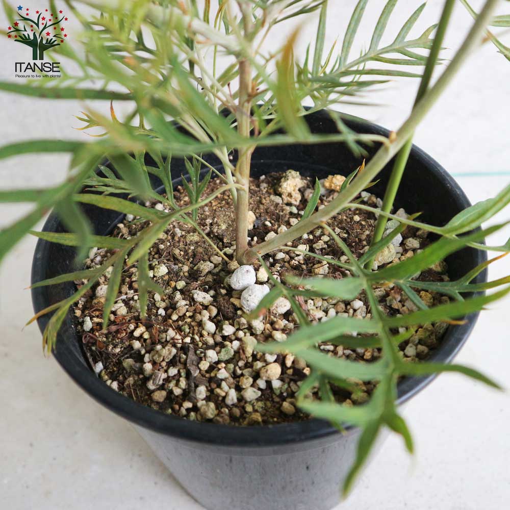 グレビレア・ピーチ＆クリーム 花木苗【庭木 6号ポット／1個売り