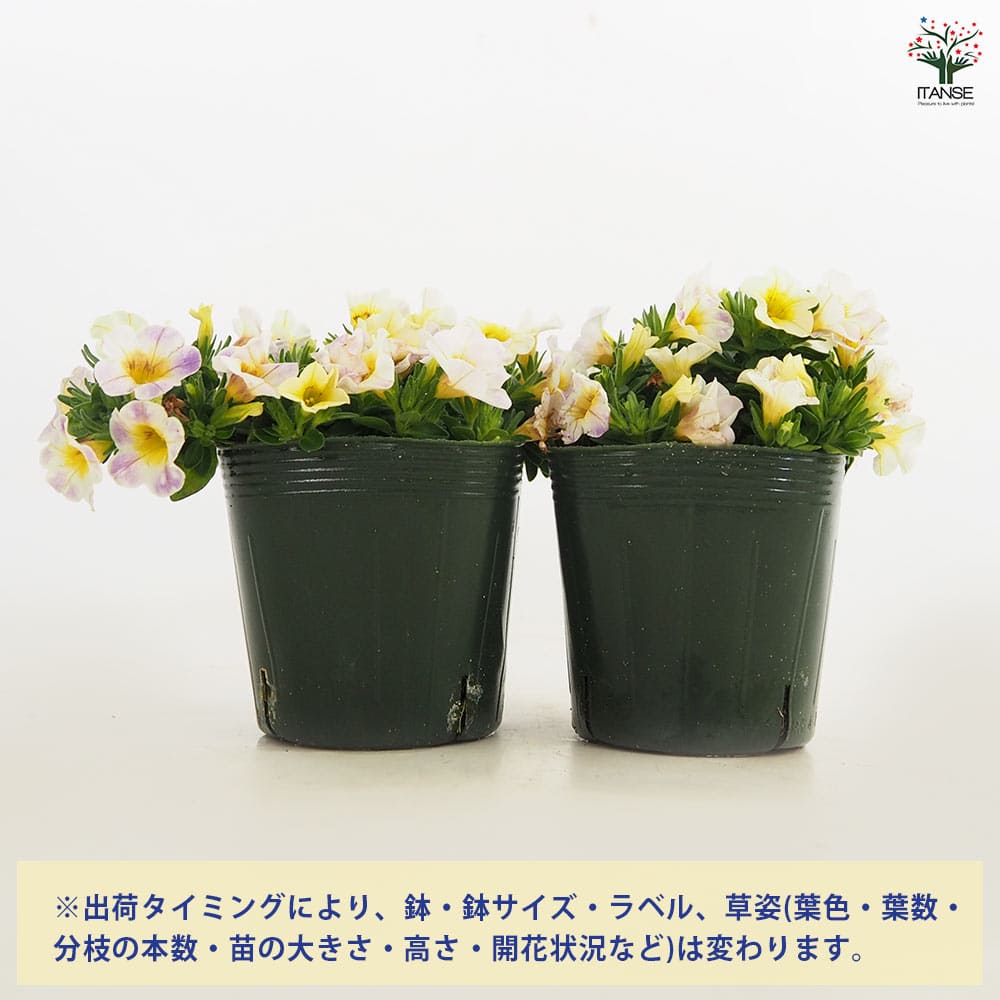 カリブラコア セレスティン 【花苗 3.5号】｜ 【植物のITANSE