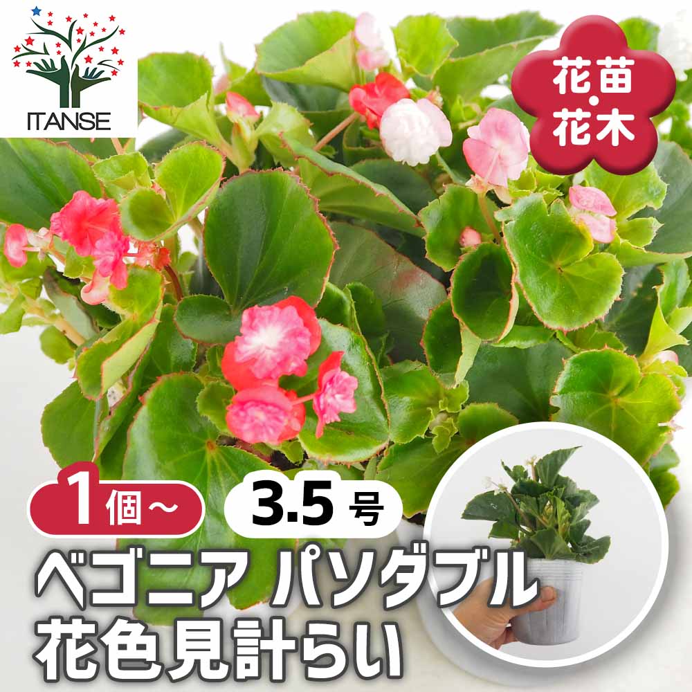 ベゴニア 八重咲ベゴニア パソダブル色見計らい 【花苗 3.5号