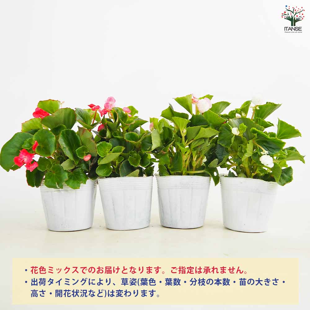 ベゴニア 八重咲ベゴニア パソダブル色見計らい 【花苗 3.5号