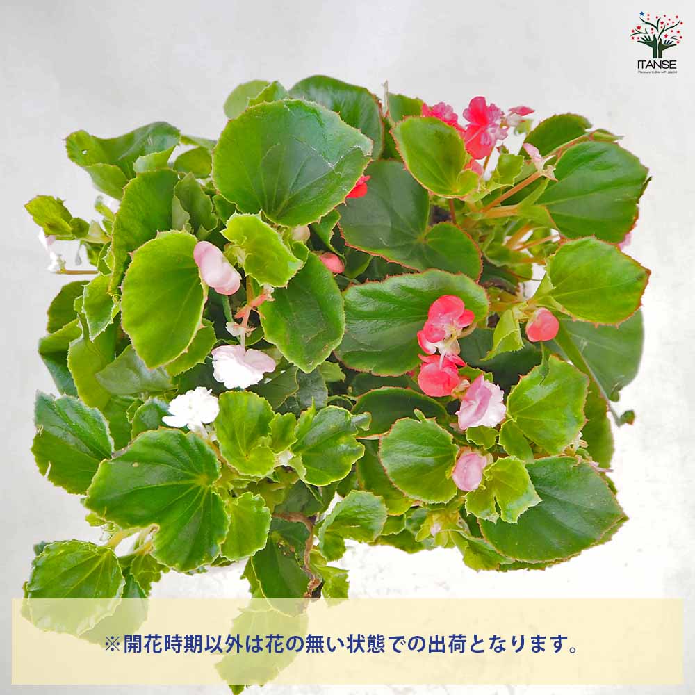 ベゴニア 八重咲ベゴニア パソダブル色見計らい 【花苗 3.5号