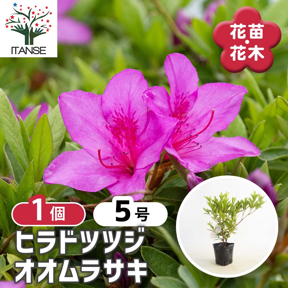 ヒラドツツジ 大紫 【花木苗 5号／1個売り】｜ 【植物のITANSE