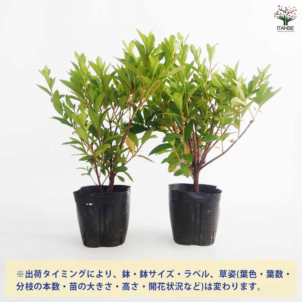 ヒラドツツジ 大紫 【花木苗 5号／1個売り】｜ 【植物のITANSE