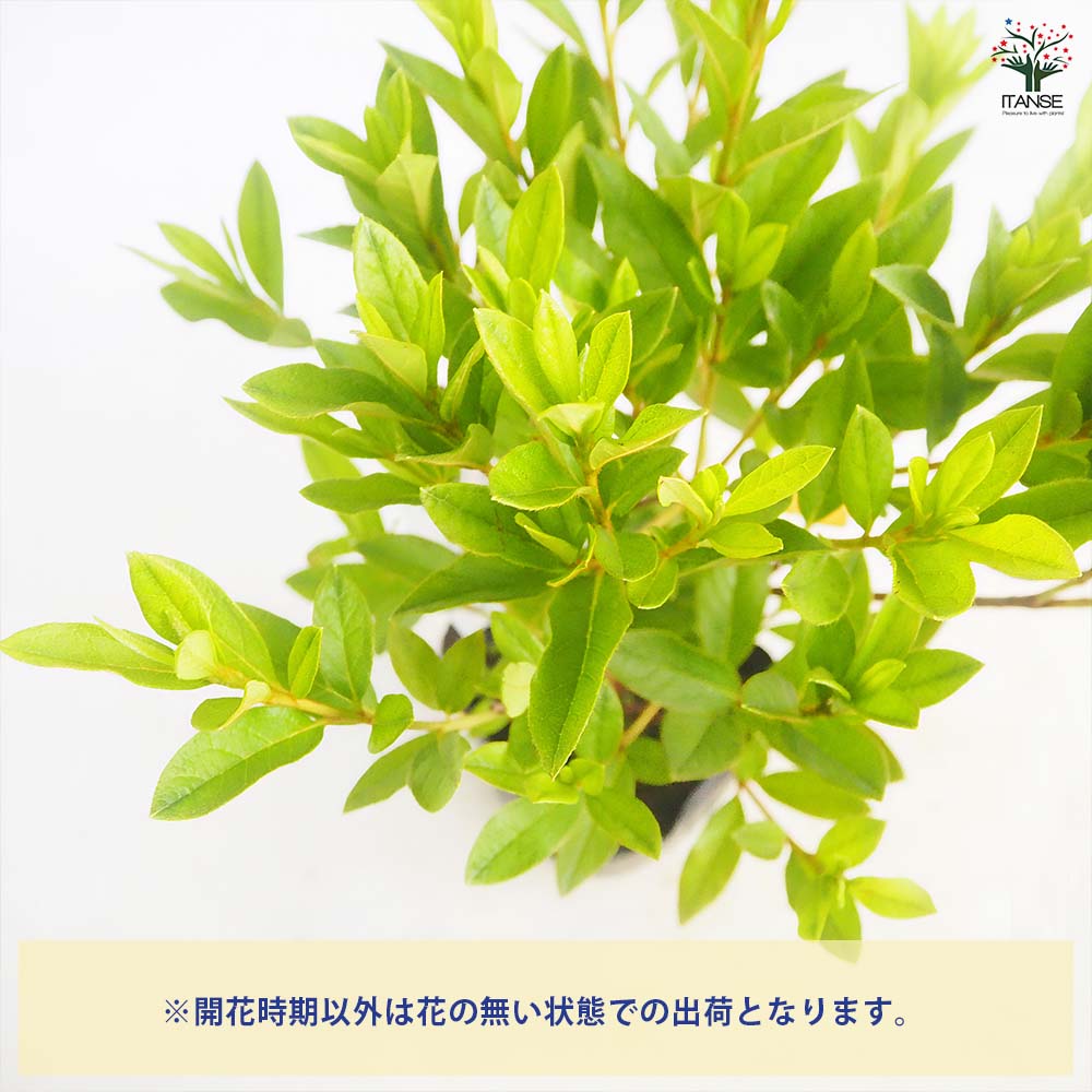 ヒラドツツジ 大紫 【花木苗 5号／1個売り】｜ 【植物のITANSE