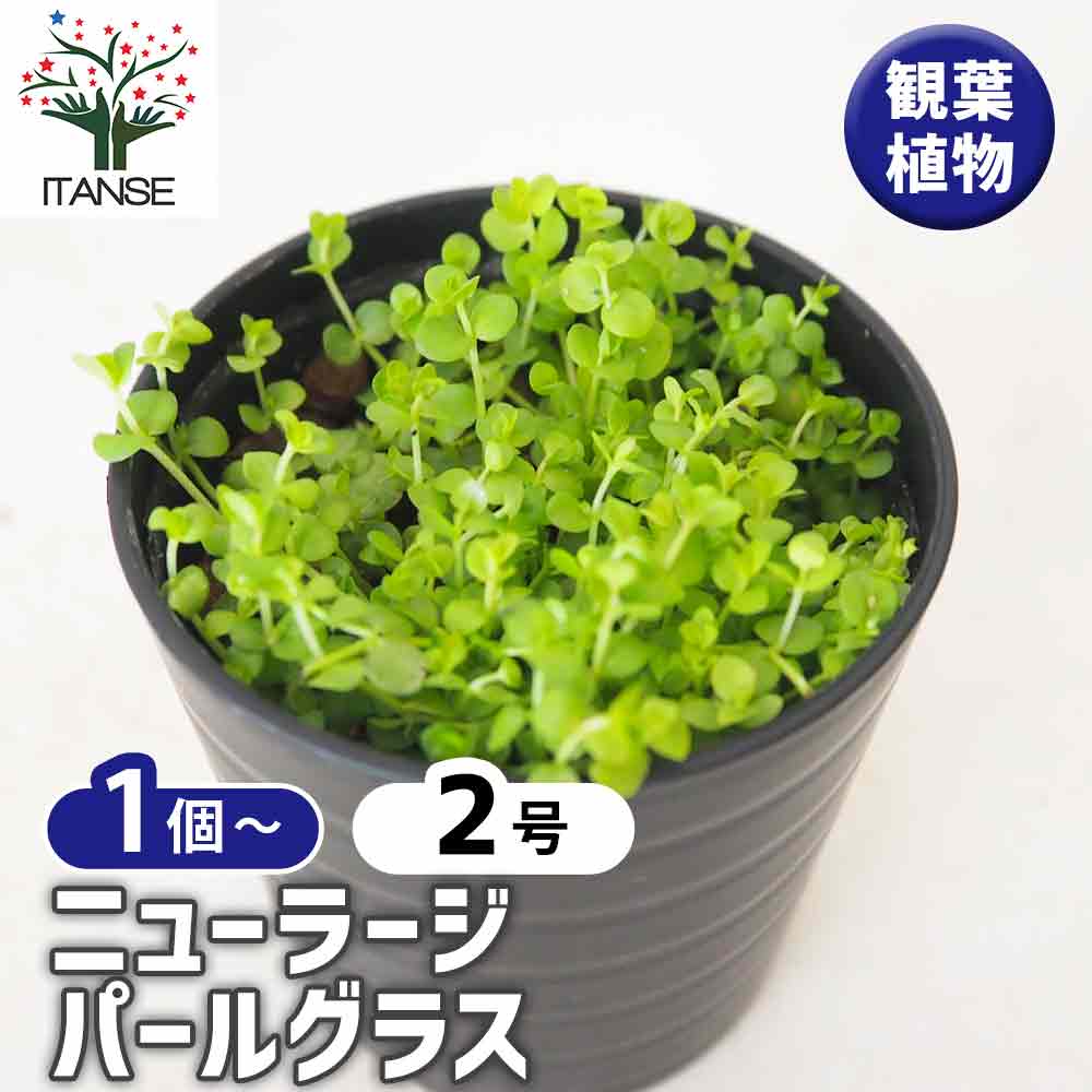 水草 ニューラージパールグラス 【観葉植物 2号】｜ 【植物の