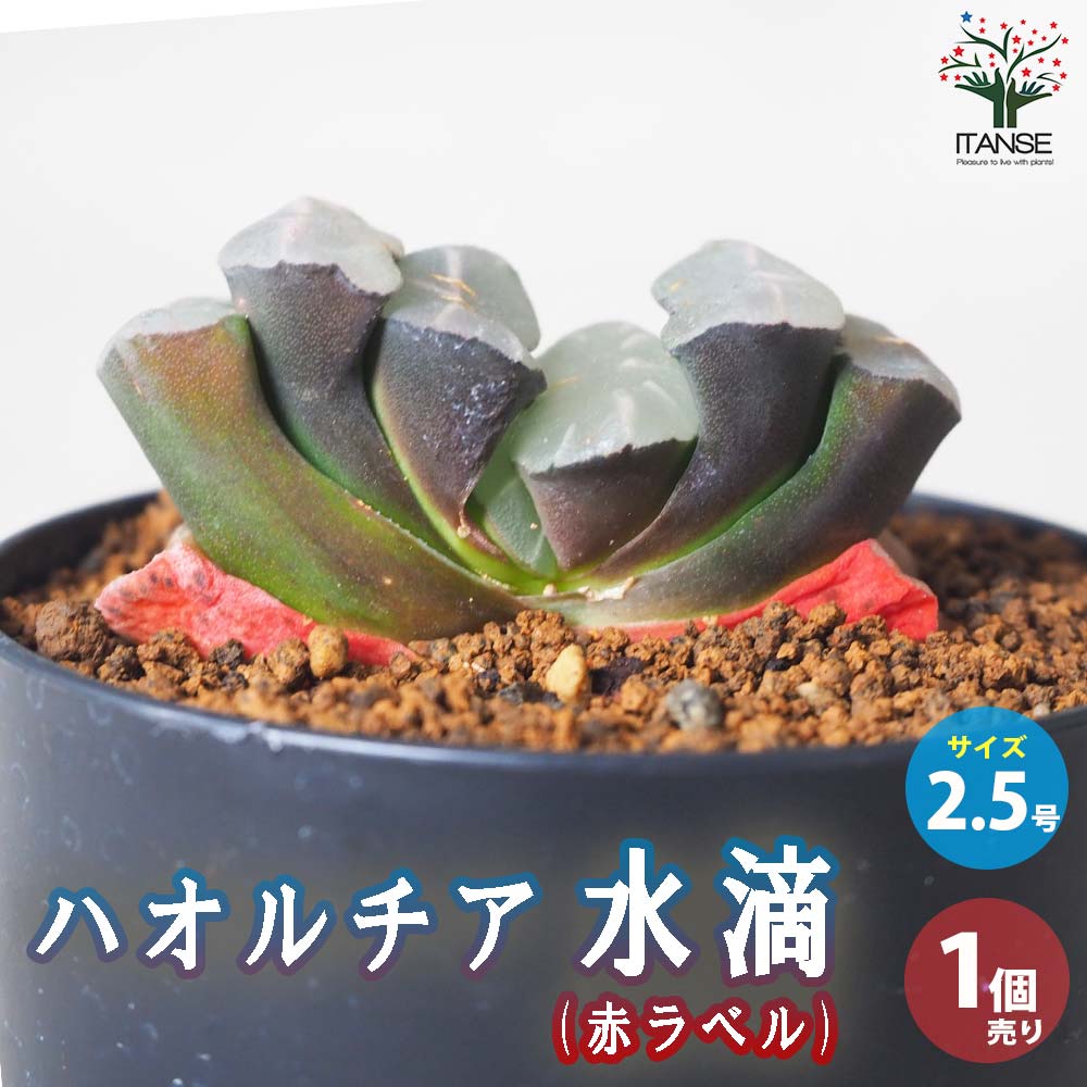 ハオルチア (赤) 水滴【多肉植物 2.5号鉢／1個売り】