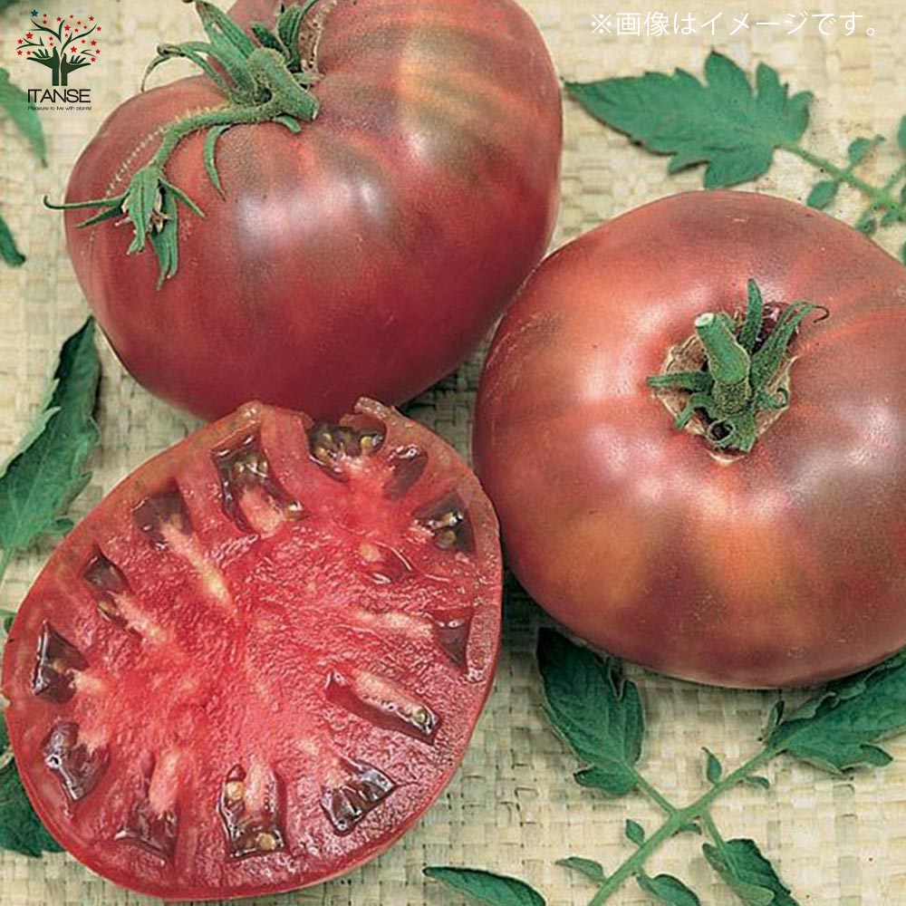 チェロキーパープルトマトの苗 (品種：Cherokee Purple Tomato)【固定種野菜苗10.5cmポット 自根苗】