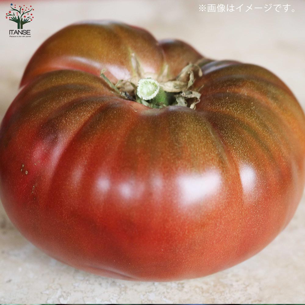 チェロキーパープルトマトの苗 (品種：Cherokee Purple Tomato)【固定種野菜苗10.5cmポット 自根苗】