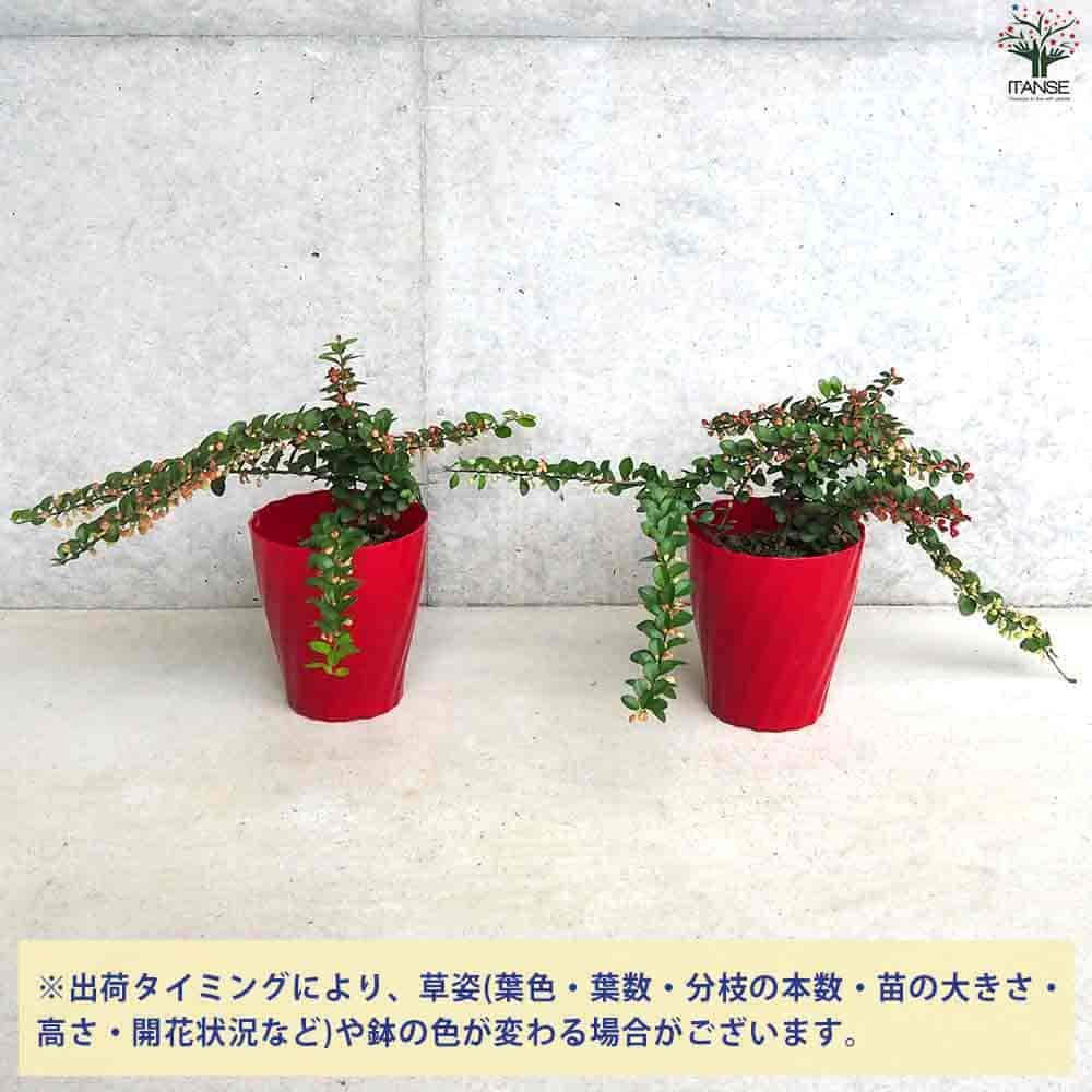 ハリツルマサキ ハートが実る木 【庭木 4号鉢】｜ 【植物の