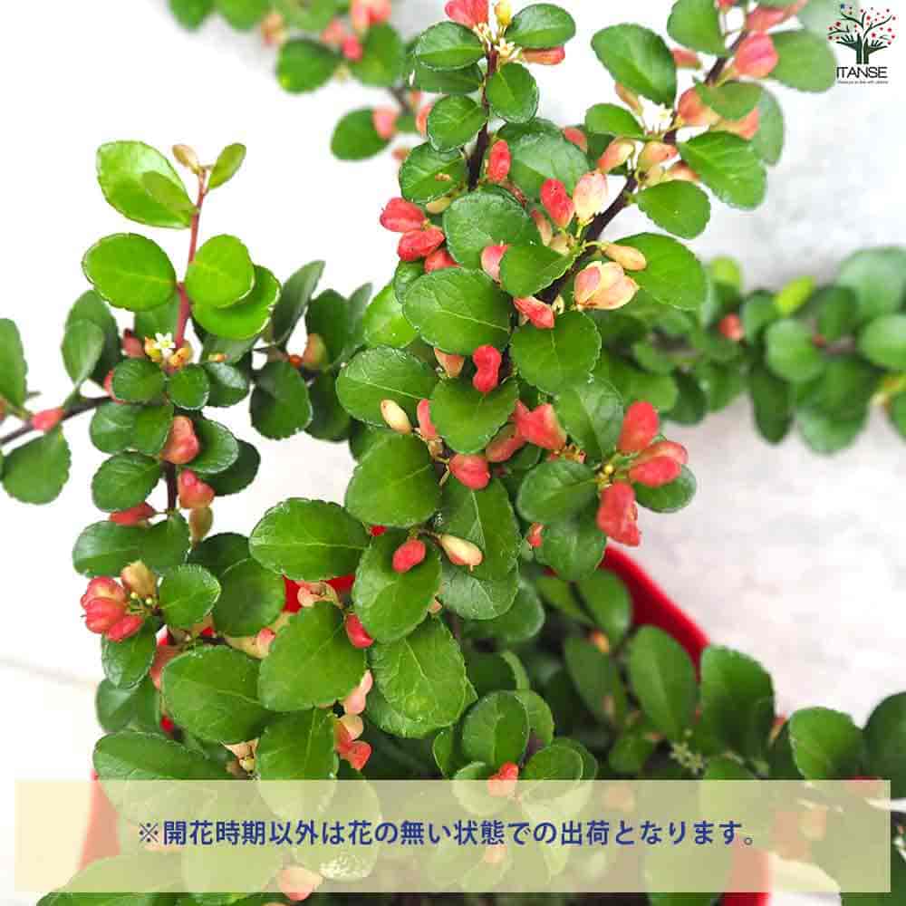 ハリツルマサキ ハートが実る木 【庭木 4号鉢】| 【植物の ハリツルマサキ ハートが実る木 【庭木 4号鉢】| 【植物の