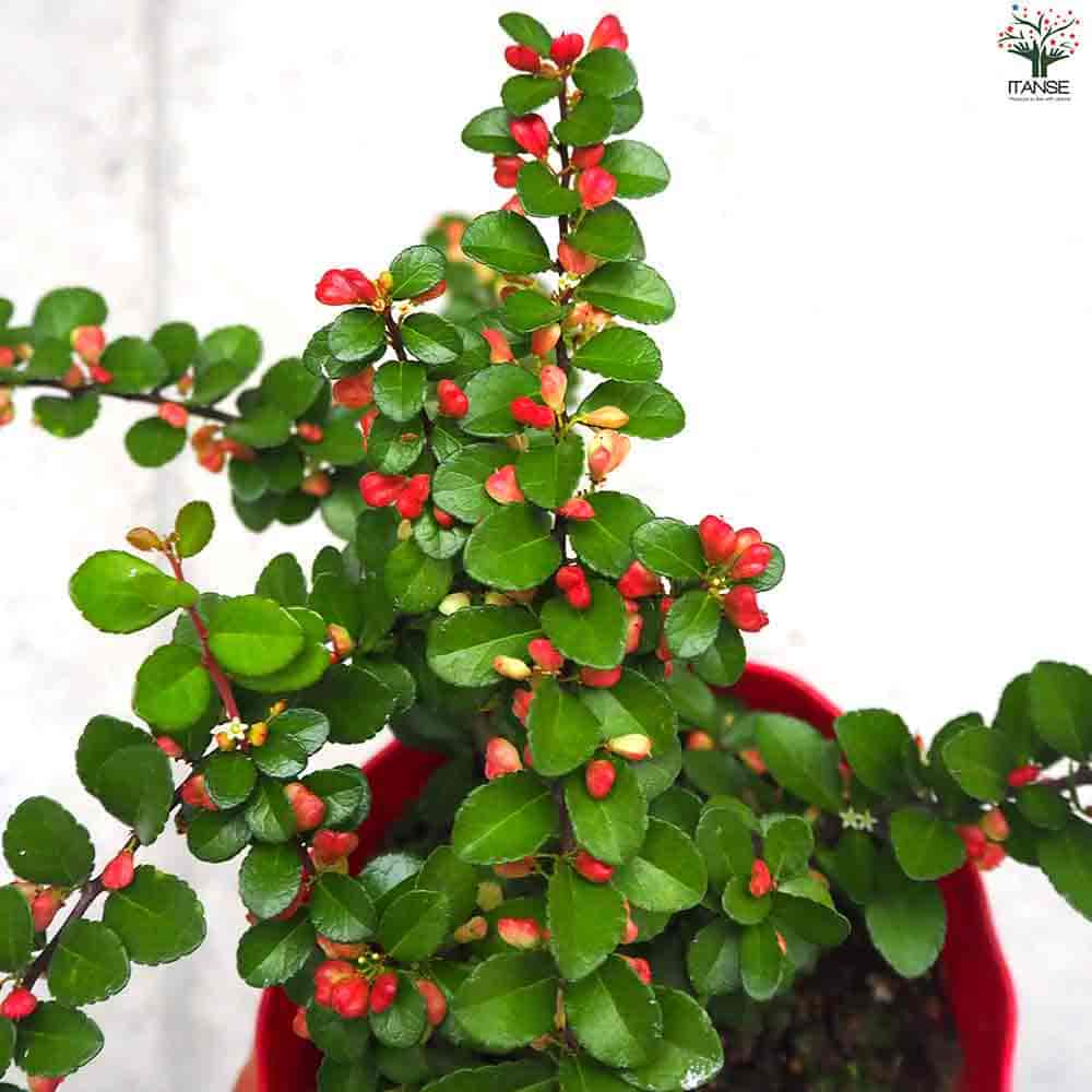 ハリツルマサキ ハートが実る木 【庭木 4号鉢】｜ 【植物の