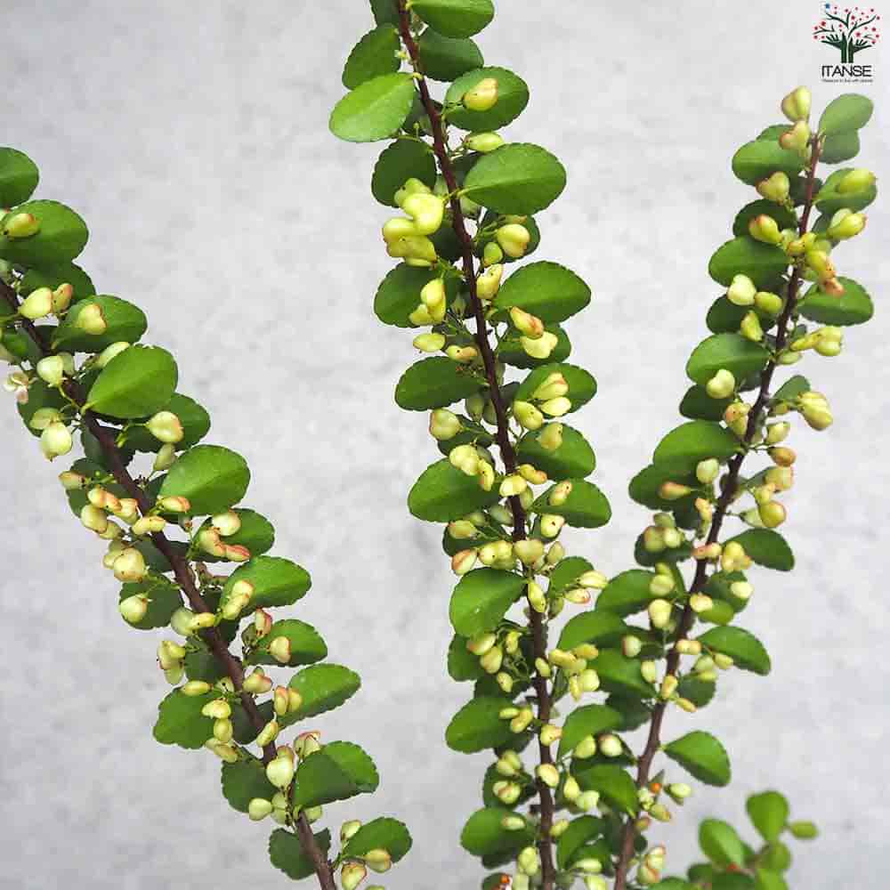 ハリツルマサキ ハートが実る木 【庭木 4号鉢】｜ 【植物の