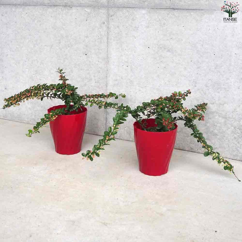 ハリツルマサキ ハートが実る木 【庭木 4号鉢】｜ 【植物の