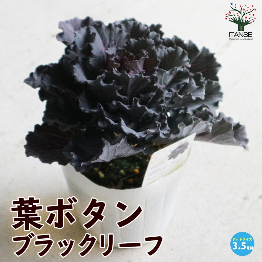 葉ボタン ブラックリーフ【花苗 3.5号ポット苗】｜ 【植物の