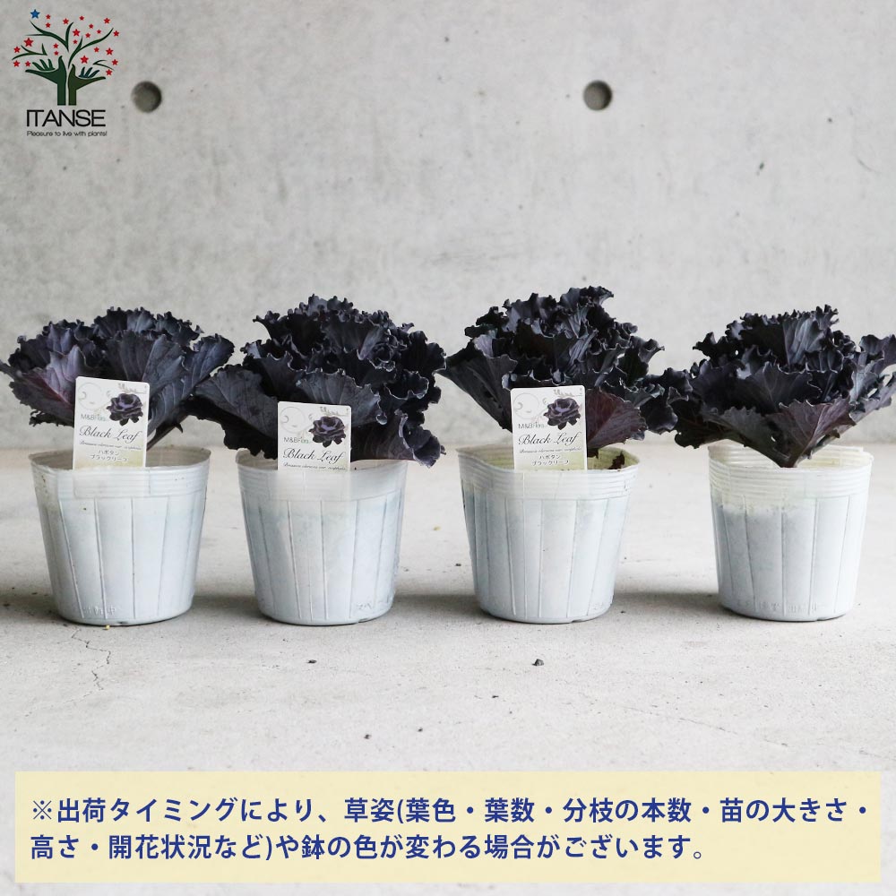 花苗】ミニ葉ボタン ジュエリーシリーズ BLACK LEAF おまけ種子付き
