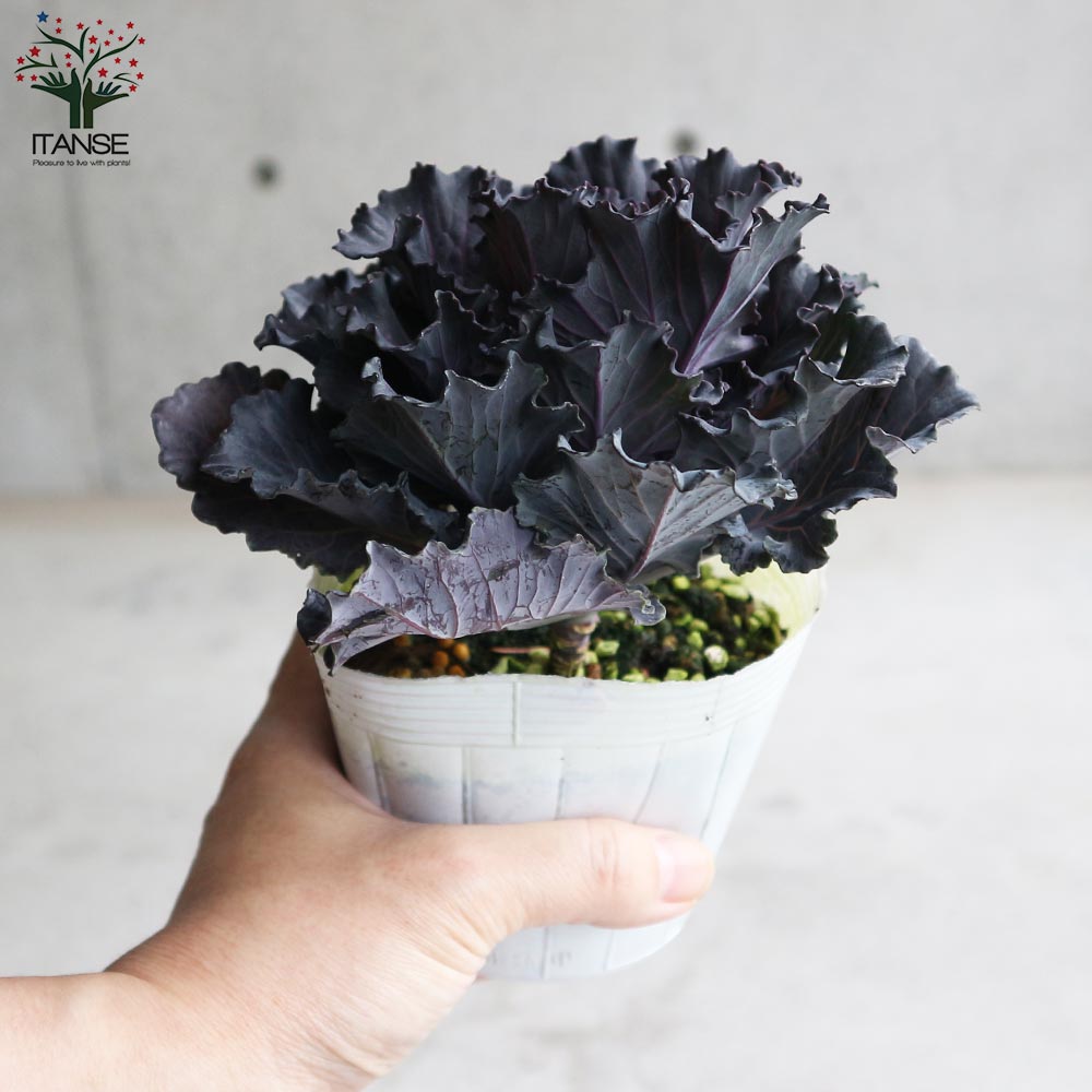 【花苗】ミニ葉ボタン ジュエリーシリーズ BLACK LEAF おまけ種子付き 花苗】ミニ葉ボタン ジュエリーシリーズ BLACK LEAF おまけ種子