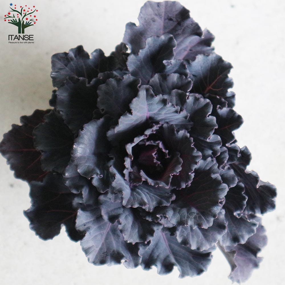 花苗】ミニ葉ボタン ジュエリーシリーズ BLACK LEAF おまけ種子付き