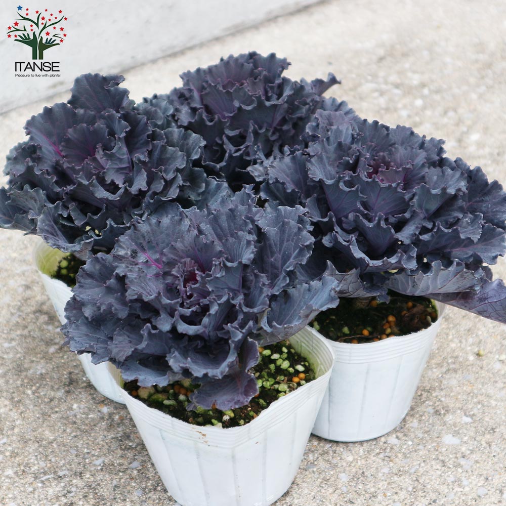 【花苗】ミニ葉ボタン ジュエリーシリーズ BLACK LEAF おまけ種子付き 花苗】ミニ葉ボタン ジュエリーシリーズ BLACK LEAF おまけ種子