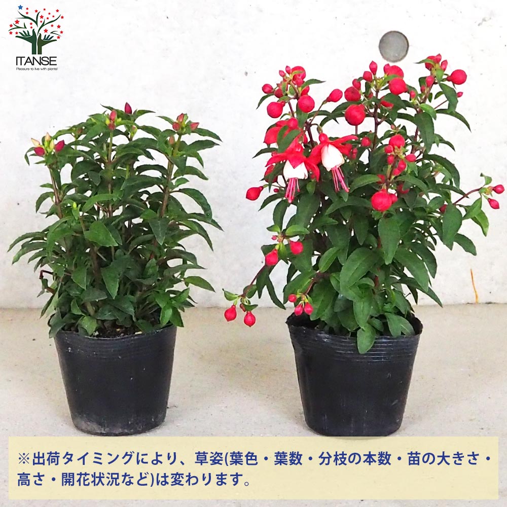 フクシア プーニー 色MIX見計らい2個~【花苗 3.5号ポット フクシア プーニー 色MIX見計らい2個~【花苗 3.5号ポット