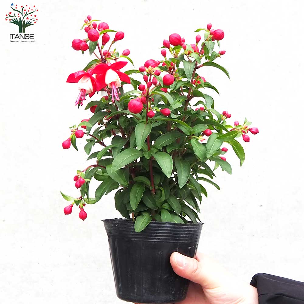 フクシア プーニー 色MIX見計らい2個～【花苗 3.5号ポット