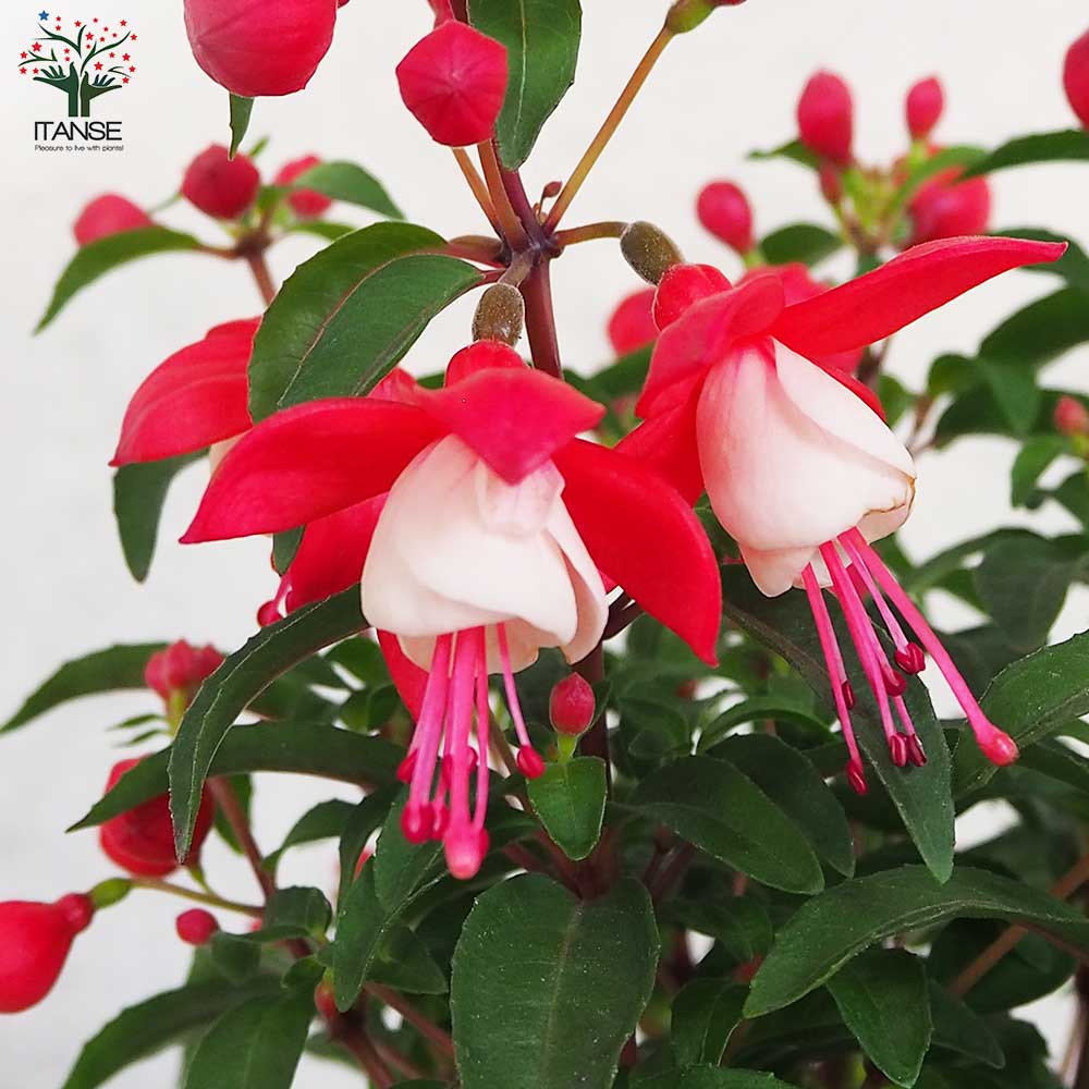 フクシア プーニー 色MIX見計らい2個～【花苗 3.5号ポット】｜ 【植物