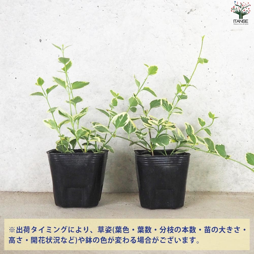 斑入り ツルニチニチソウ2個～【花苗 9cmポット】｜ 【植物の