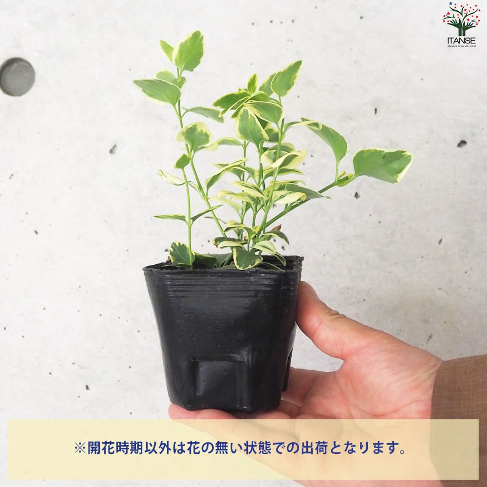 斑入り ツルニチニチソウ2個～【花苗 9cmポット】｜ 【植物の