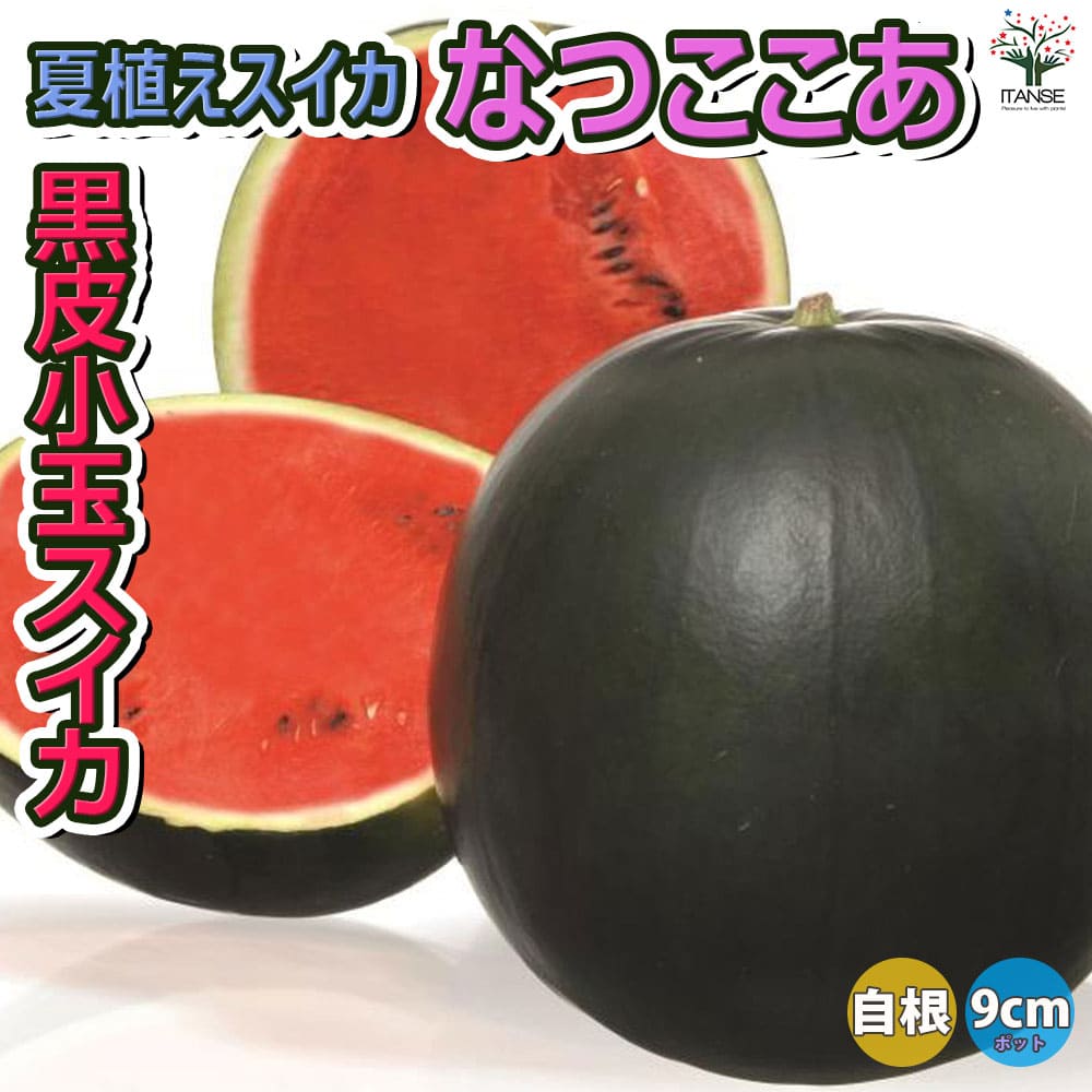 スイカ苗 夏植えスイカ なつここあ2個～【野菜苗 9cmポット自根苗】