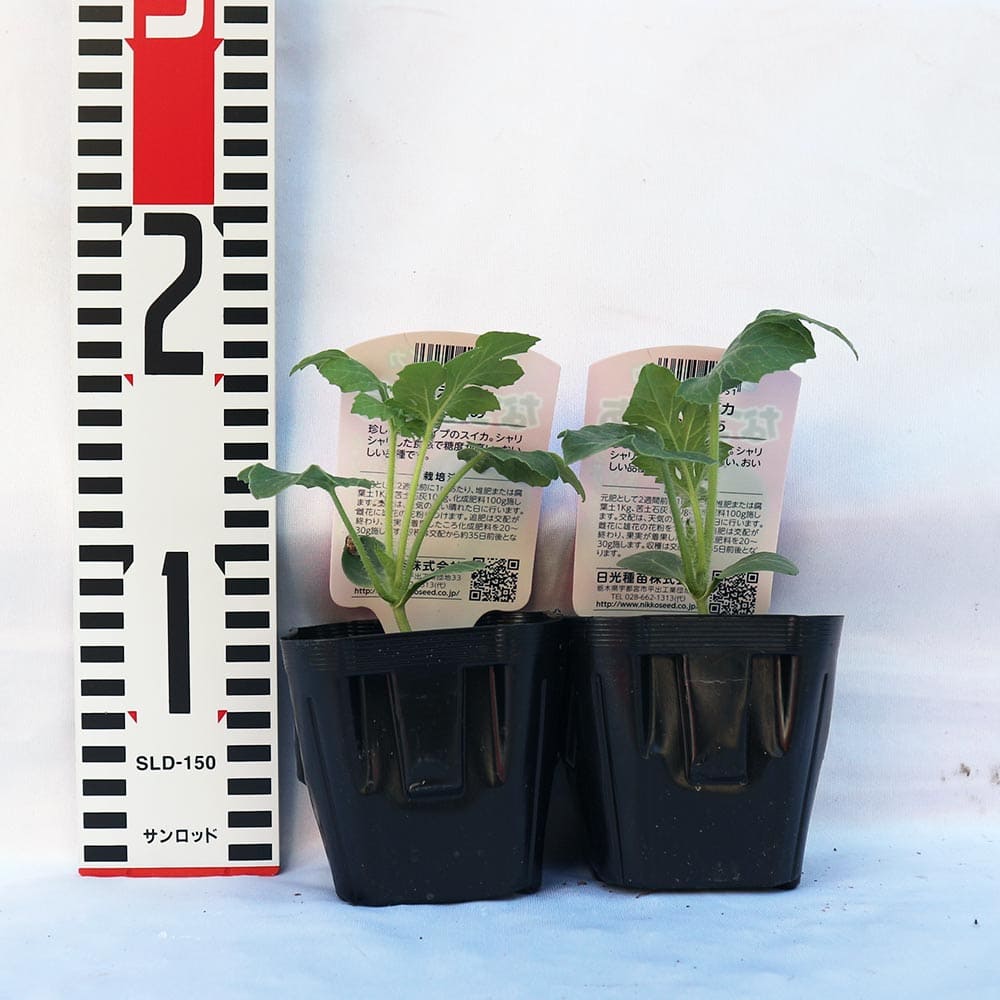 スイカ苗 夏植えスイカ なつここあ2個～【野菜苗 9cmポット自根苗】
